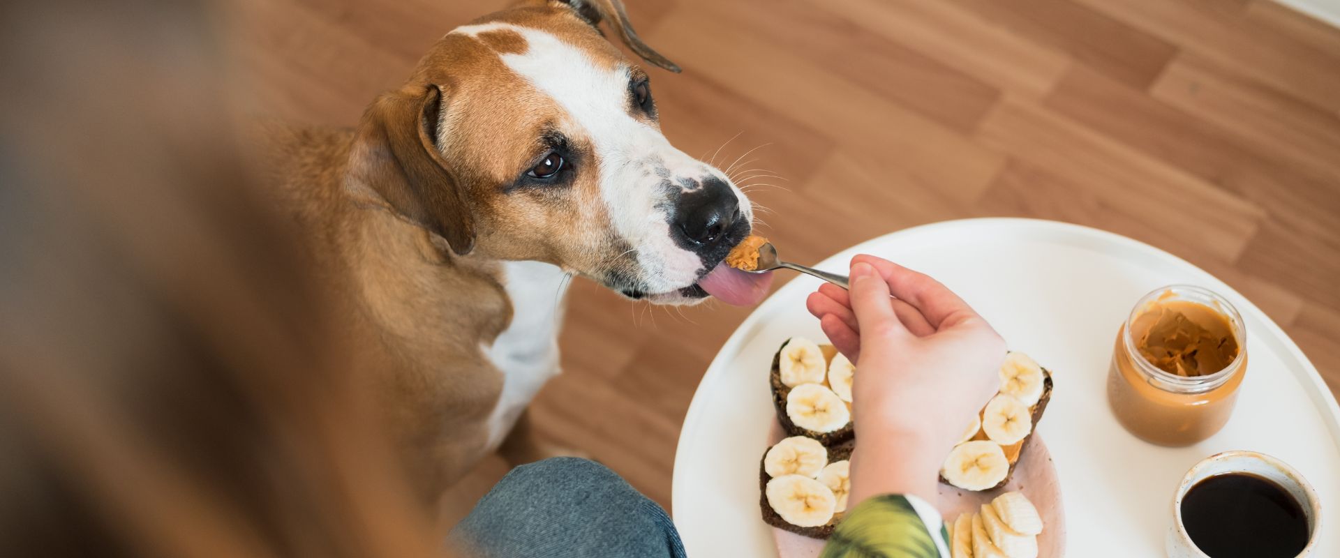 Can dogs clearance eat brazil nuts